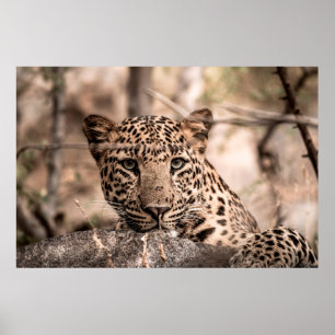 Konst bild av leopard eller pander porträtt poster