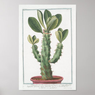Konst för affisch för vintagekaktus botanisk (8"