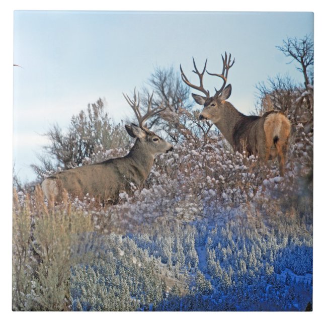 Konst för fotografiphotoshopdjurliv kakelplatta (Framsidan)