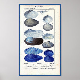 konst för hav för blåttsnäckskalvintage botanisk poster