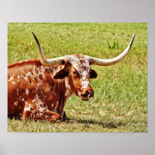 Konst för ko för ringnäsTexas Longhorn fotografisk Poster