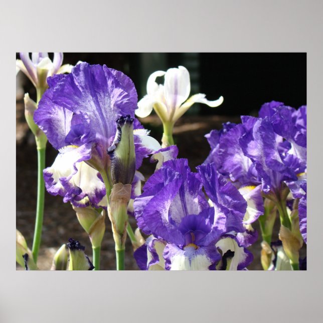 KONST FÖR KONTOR Tryck Irisar Lila 29 Irisblommor (Framsidan)