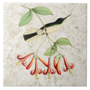 Konst för natur för vintage för Hummingbird fö Kakelplatta
