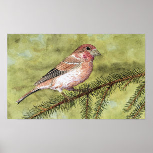 Konst för purpurfärgad Finch Poster