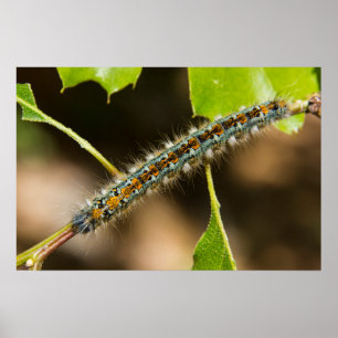 Konst för tältCaterpillar vägg Poster