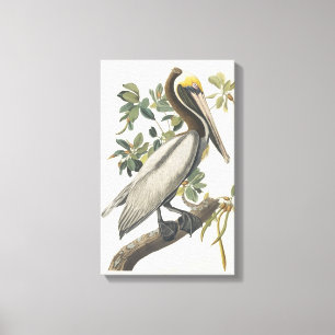 Konst för vintageAudubon brun pelikan Canvastryck