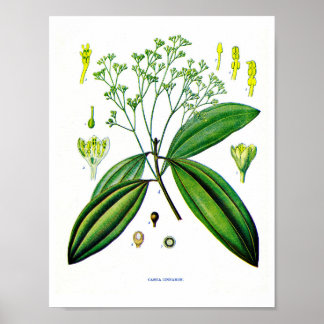 Konst i Botaniska gemenskapen: Illustration of Cin Poster