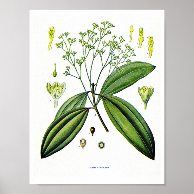 Konst i Botaniska gemenskapen: Illustration of Cin Poster (Framsidan)