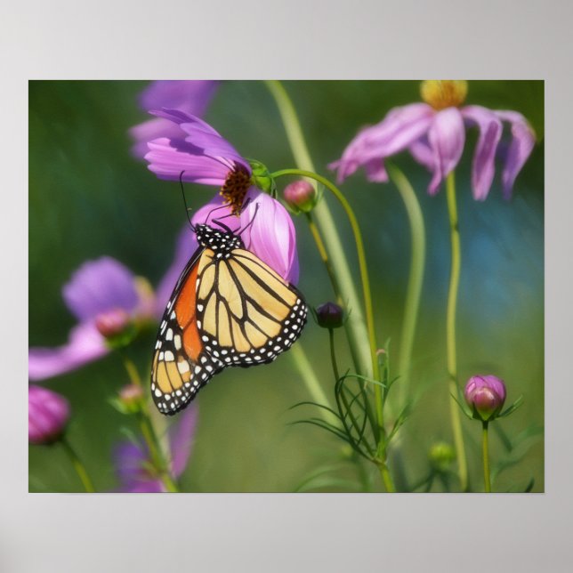 Konstaffisch med monarkfjäril och kosmosblommor poster (Framsidan)