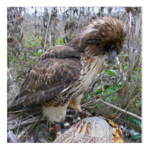 Konsten av Falconry: Röd Tailed hök på Pheasant 2