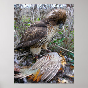 Konsten av Falconry: Röd Tailed hök på Pheasant 2 Poster