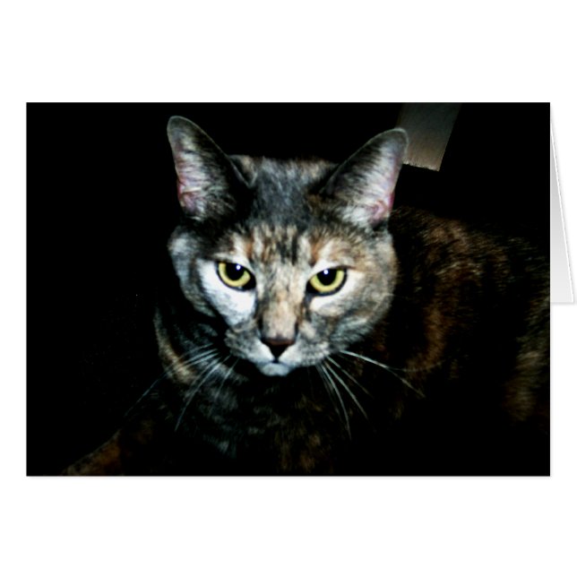 Konsten av katten OBS kort (Framsidan Horizontal)