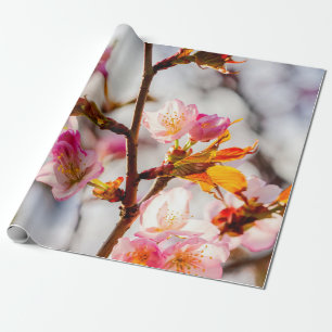 Konsten för Cherry Blossoming på en sunt dag Presentpapper