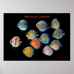 Konsten Vild Poster