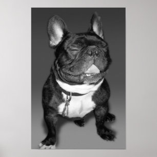 Konstfotografi av en Fransk Bulldog Smile Poster