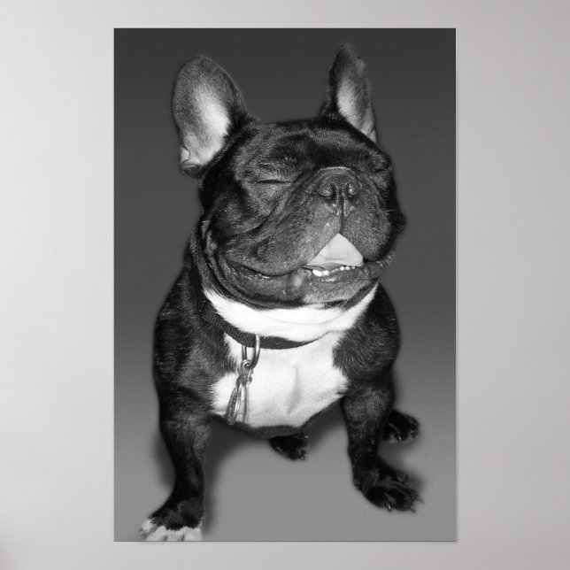 Konstfotografi av en Fransk Bulldog Smile Poster (Framsidan)