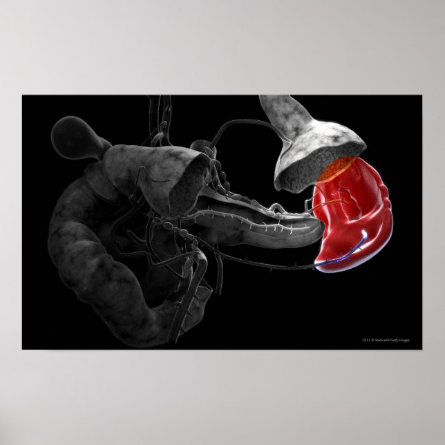 Konstgjord 3d-återgivning av mjälten poster (Framsidan)
