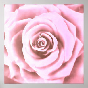 Konstgjord stor Blek Rosa ros Poster