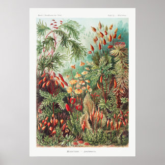 Konstgjord Vintage Illustration Nature Ernst Haeck Poster