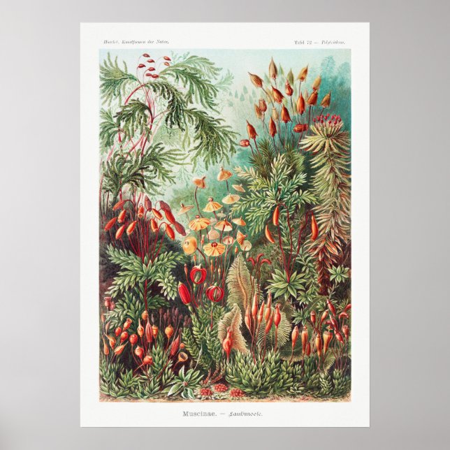 Konstgjord Vintage Illustration Nature Ernst Haeck Poster (Framsidan)
