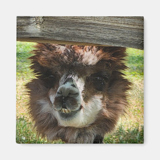 Konstig Alpaca Magnet