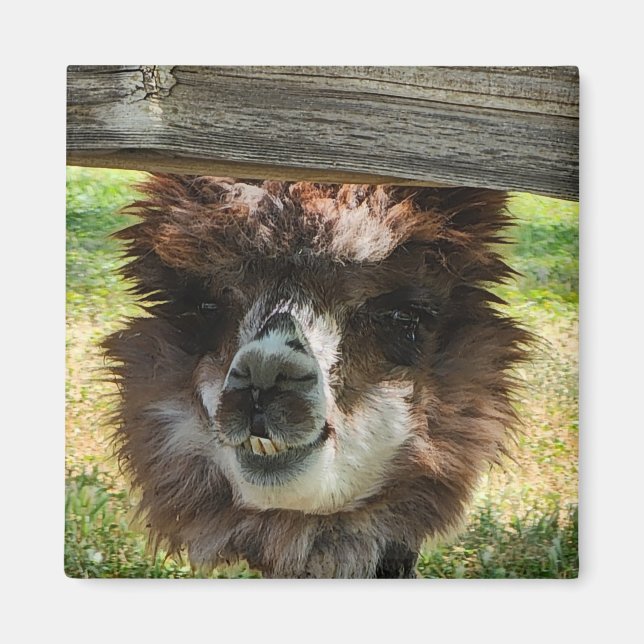 Konstig Alpaca Magnet (Framsidan)