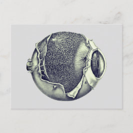 Konstig Modern Vintage Eyeball Detail Teckning Grå Vykort