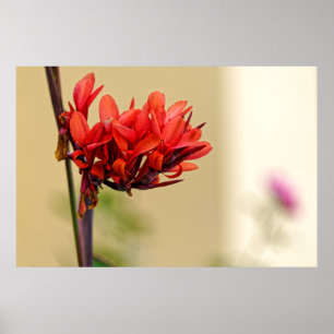 konstig röd blomma poster