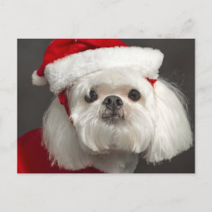 Konstig Santa hund Helg Vykort