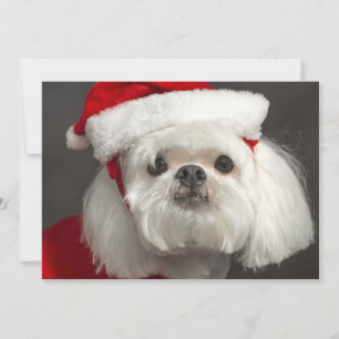 Konstig Santa hund Julkort