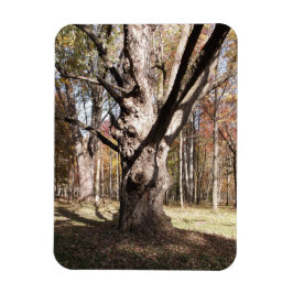 Konstig Träd Magnet