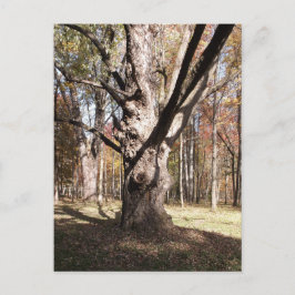 Konstig Träd Vykort