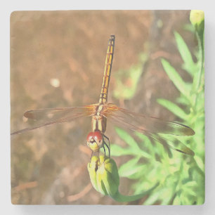 Konstnärlig Dragonfly som vilar på ett underordnat Stenunderlägg