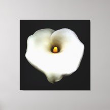 Konstnärlig Hjärtformade Calla Lily-isolerad