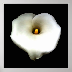 Konstnärlig Hjärtformade Calla Lily-isolerad Poster
