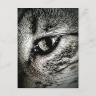 Konstnärlig katt Öga Vykort