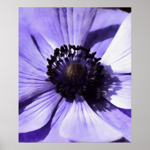 Konstnärlig Lilac Blue Anemone Wildblomma Poster
