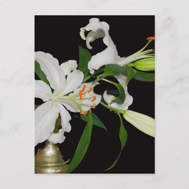 Konstnärlig Lily-samling-1 Vykort (Framsida)