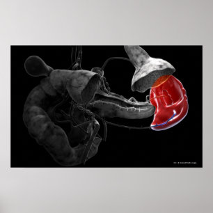 Konstnärlig tolkning 3d av spleenen poster