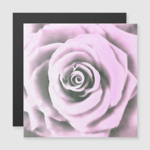 Konstnärliga Rosa ros rb