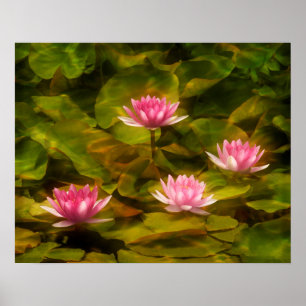 Konstnärliga vatten lilies, Kalifornien Poster