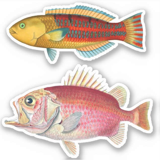 Konstnärsintryckning Tropical Fish Illustration Vi Klistermärken (Framsida)
