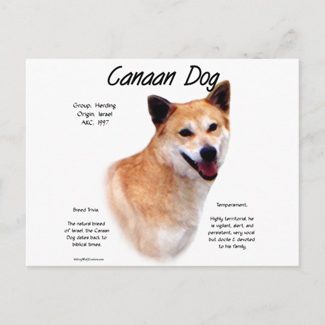 Konstruktion för Canaan Hund-historik Vykort (Framsida)