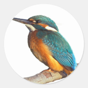 Konstruktionsprodukter för ’Kingfisher’ Runt Klistermärke