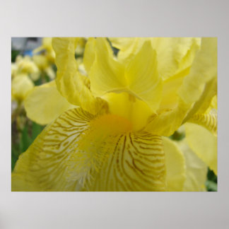 KONSTSTÖD Tryckta gula irisblommor solbelysta Iris Poster