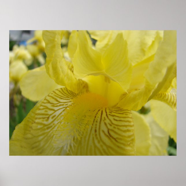 KONSTSTÖD Tryckta gula irisblommor solbelysta Iris Poster (Framsidan)