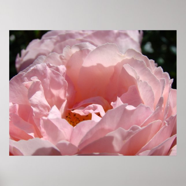 KONSTTILLBEHÖR FÖR KONTOR Rosa Rosa 2 Rosor Roseng Poster (Framsidan)