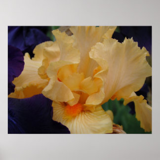 KONSTTRAVOR Iriser Persika Lila Iris Blommor Poster