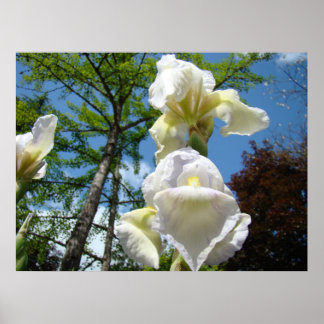KONSTTRAVOR Vita Gula Iris Blommor Baslee Poster