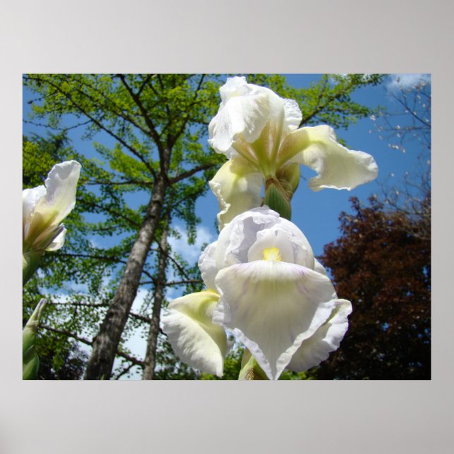 KONSTTRAVOR Vita Gula Iris Blommor Baslee Poster (Framsidan)